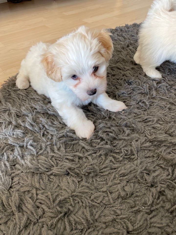 Bichon havanaise / 1/4 del shih tzu