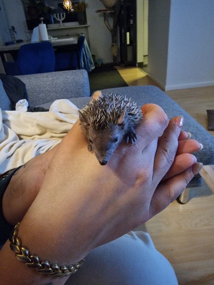 Tenrec