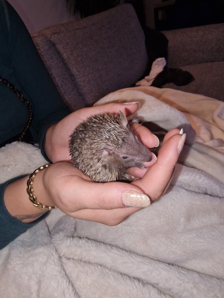 Tenrec