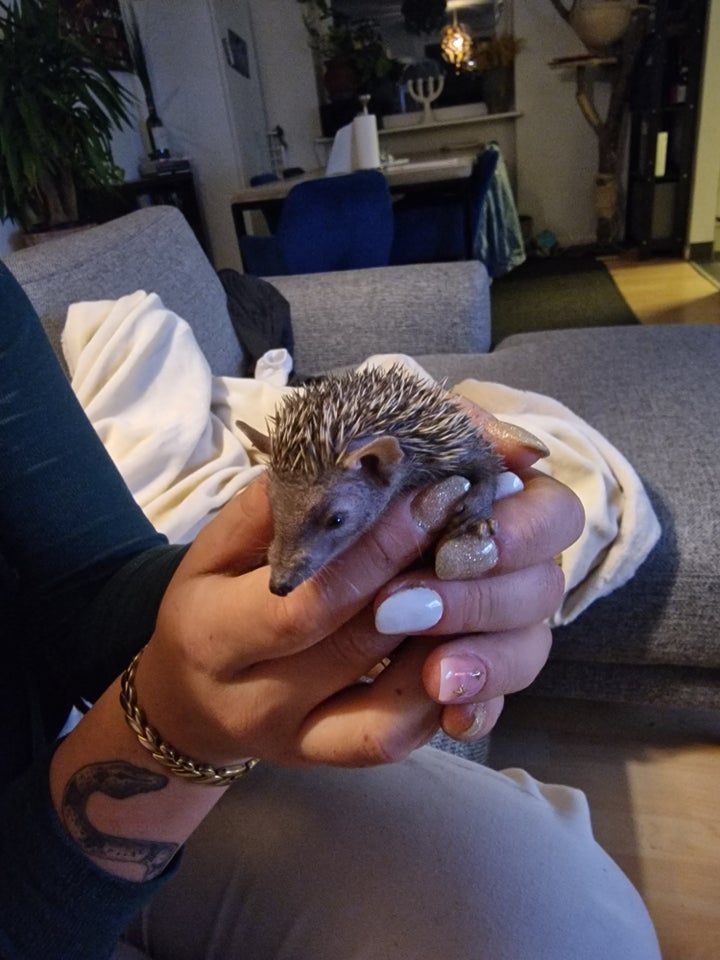 Tenrec