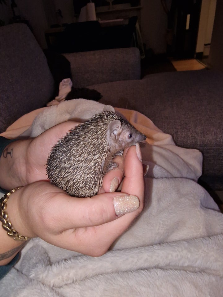 Tenrec