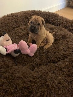 Shar Pei Hvalpe