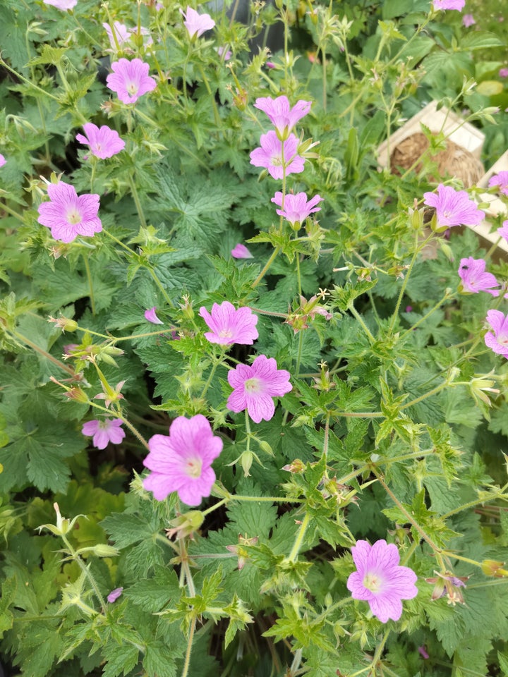 Staude Geranium/Storkenæb 2