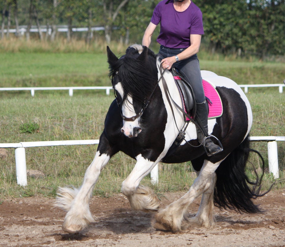 Irish Cob, hoppe, 17 år