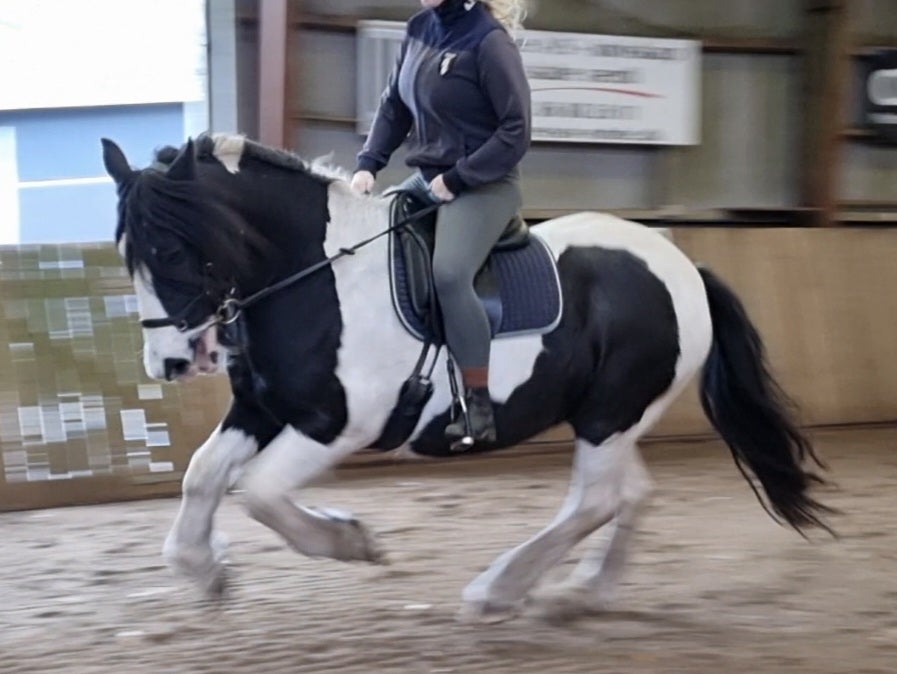 Irish Cob, hoppe, 17 år