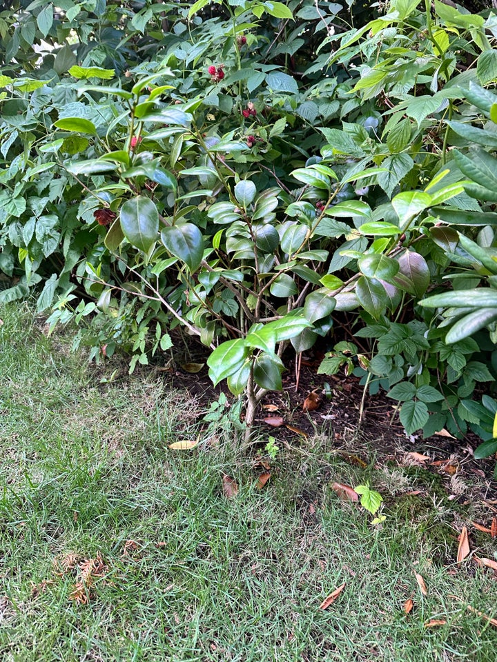 Busk  Camelia Japonica (lyserød)