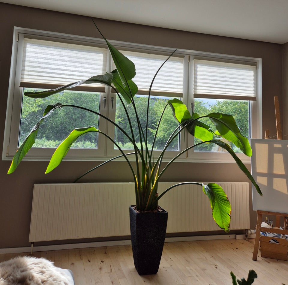 Stueplante Strelitzia