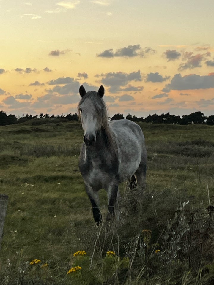 Connemara, vallak, 4 år