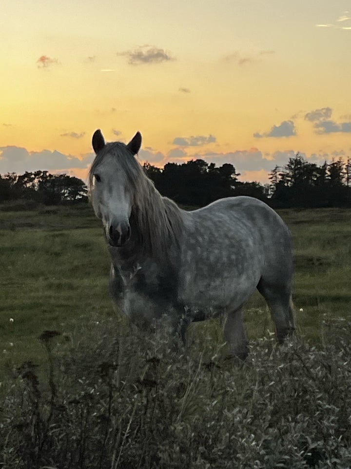 Connemara, vallak, 4 år