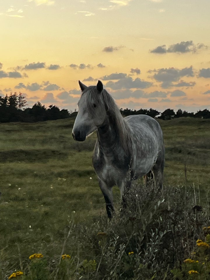 Connemara, vallak, 4 år