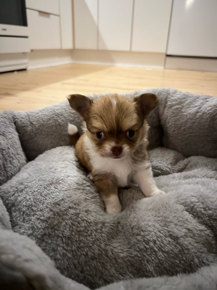 Langhåret og korthåret chihuahua,