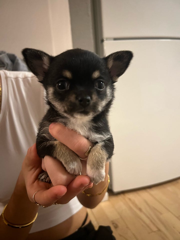 Langhåret og korthåret chihuahua,