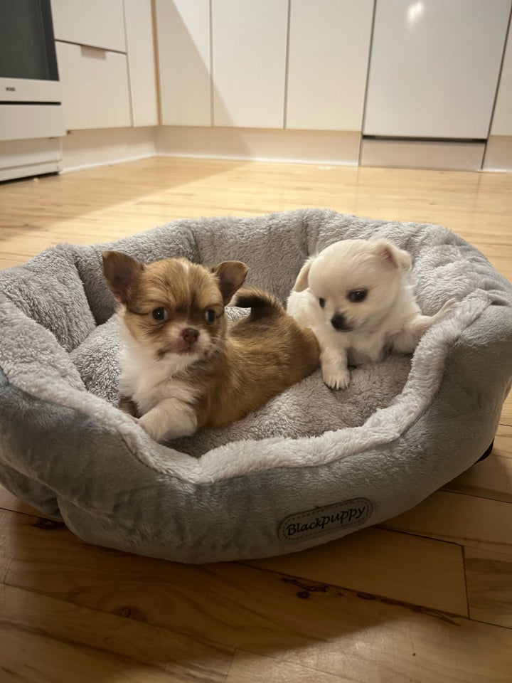 Langhåret og korthåret chihuahua,