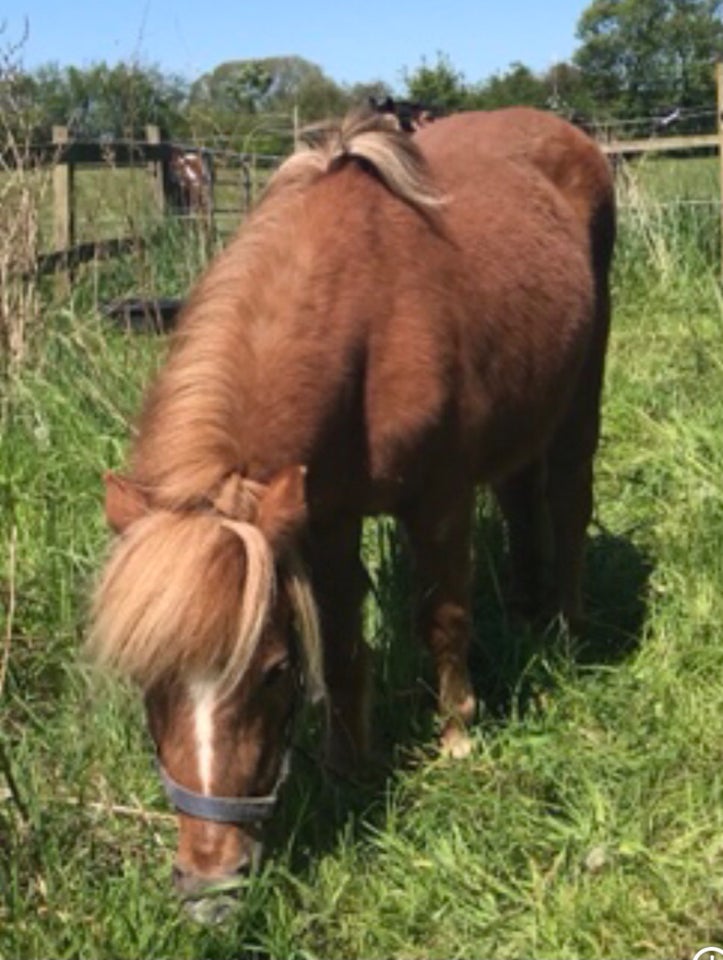 Blanding hoppe 13 år