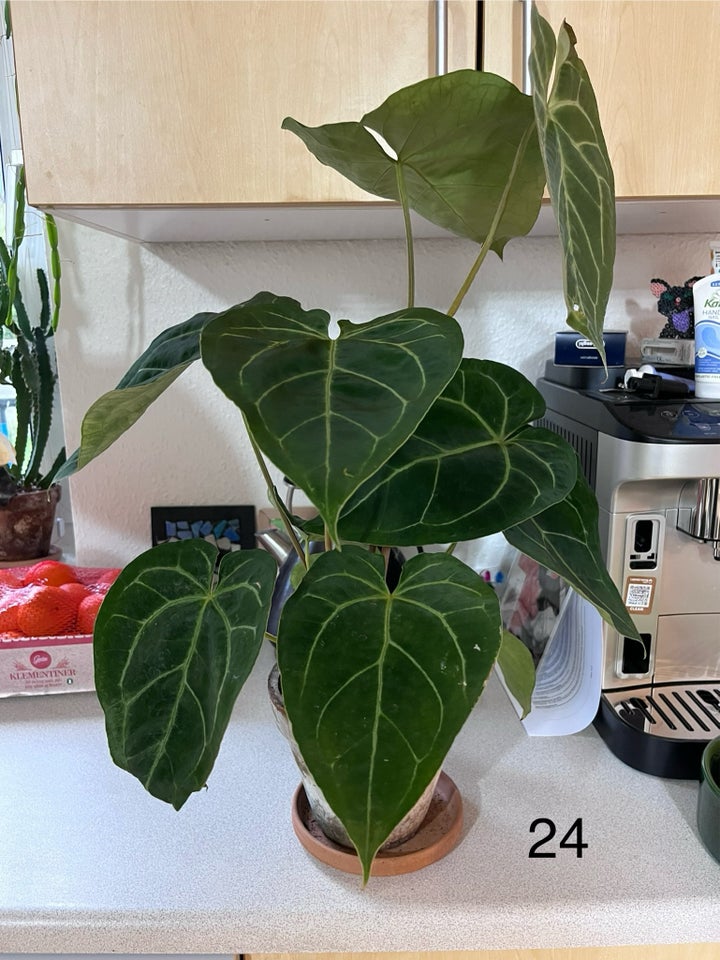 Stueplante, Anthurium