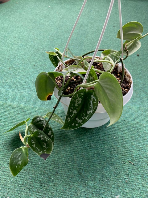 Stueplante Silver Pothos