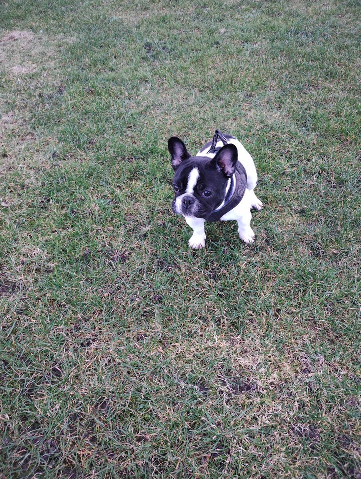 Fransk bulldog hund 2 år