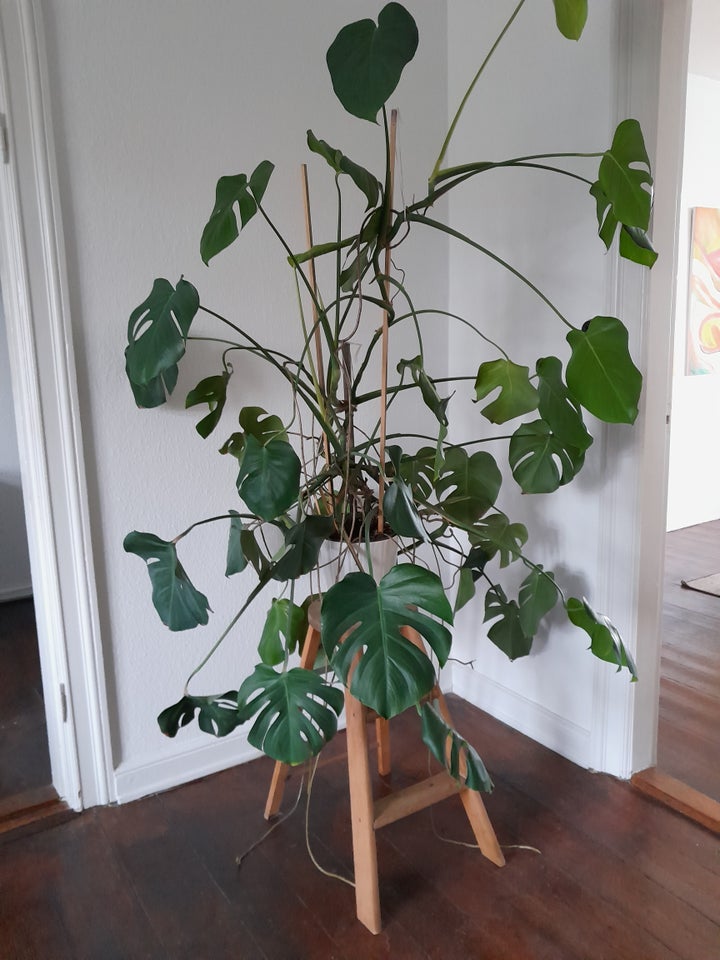 stueplante fingerphilodendron