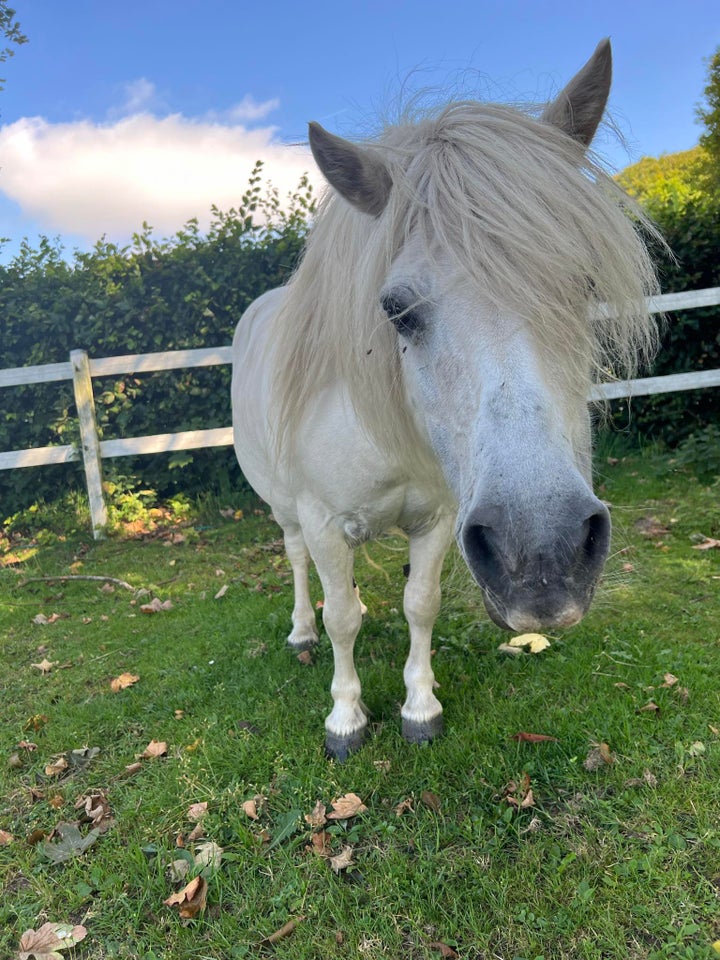 Shetlandspony, hoppe, 13 år