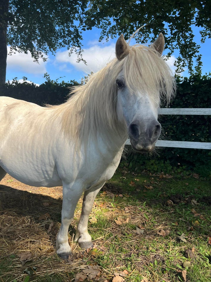 Shetlandspony, hoppe, 13 år