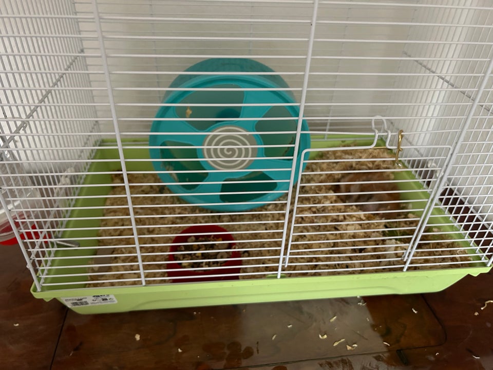Hamster Guld hamster 1 år