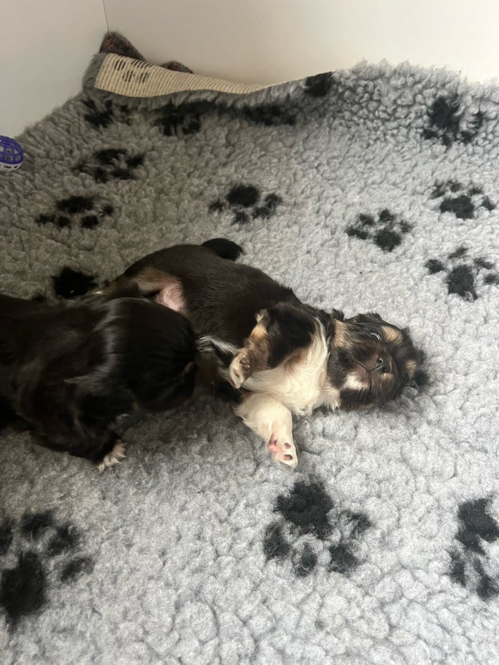 Tibetansk spaniel, hanhund, hvalp