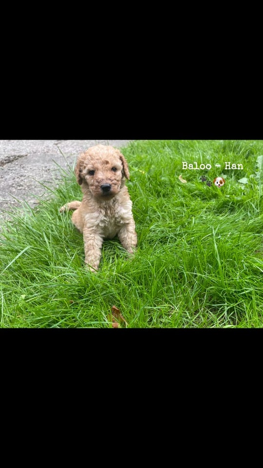 Skønne labradoodle hvalpe k...