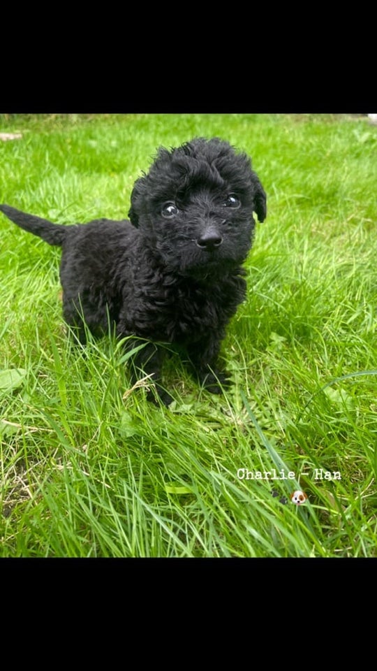 Skønne labradoodle hvalpe k...