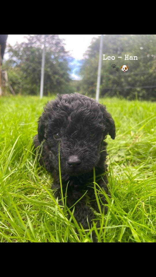 Skønne labradoodle hvalpe k...