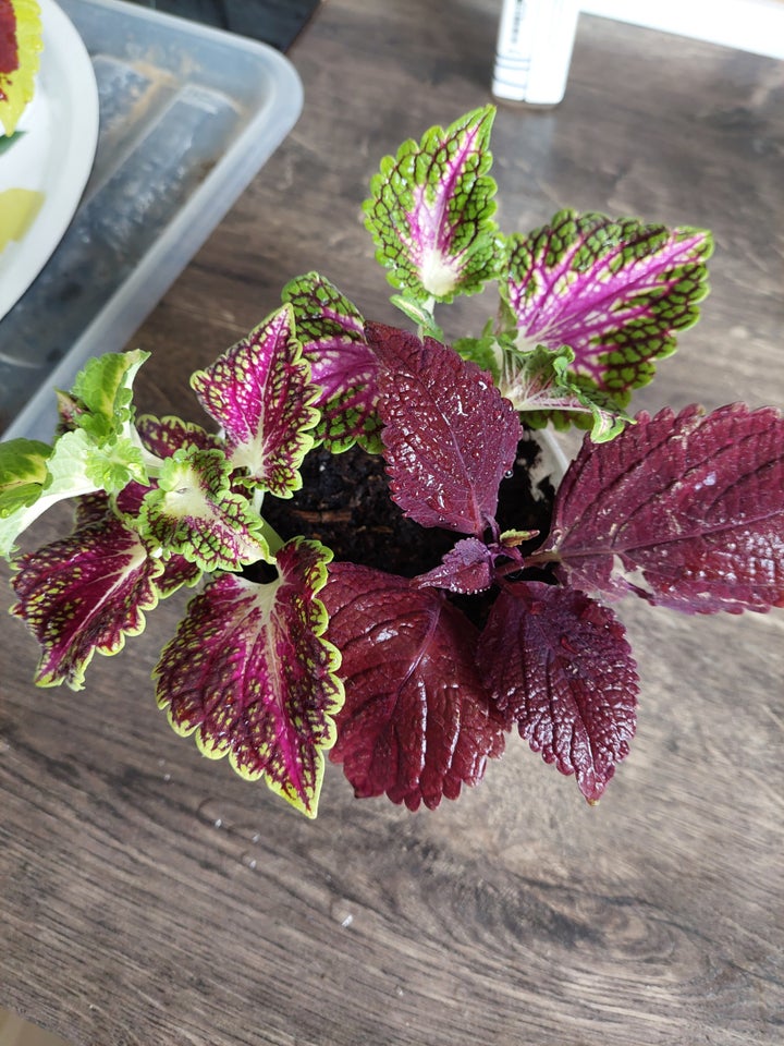 Paletblad Coleus