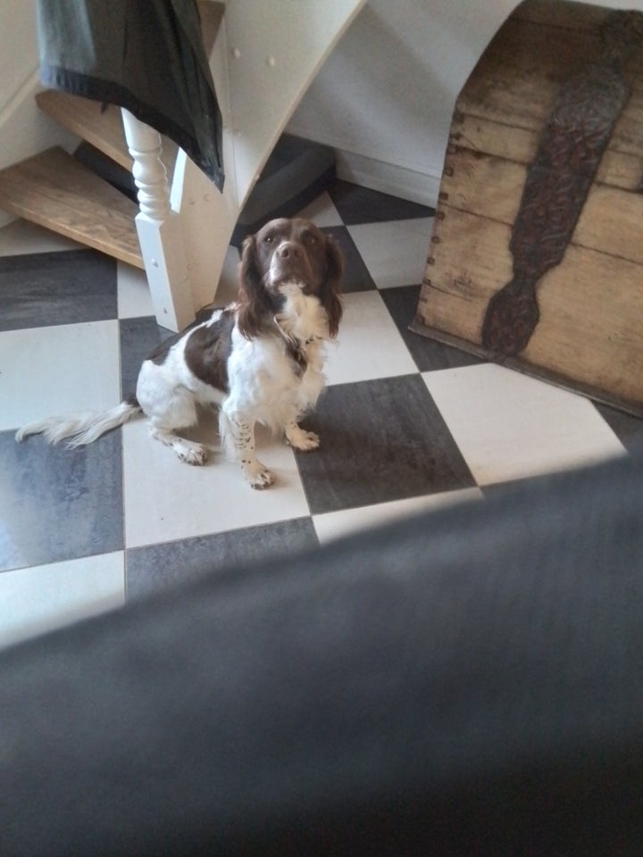 FT Springer Spaniel