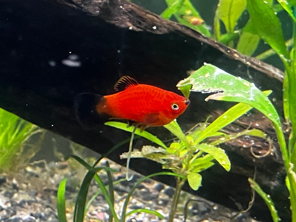 Wagtail Red Coral Platy, 30 stk.