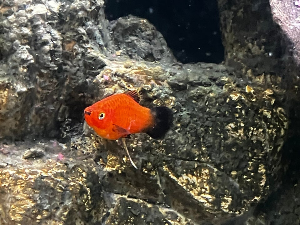 Wagtail Red Coral Platy, 30 stk.