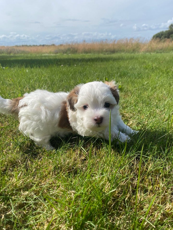 Bichon Havanais hvalpe 6 uger