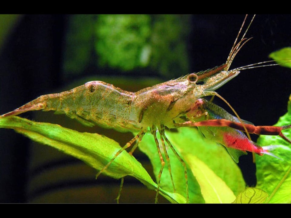 Macrobrachium assamense