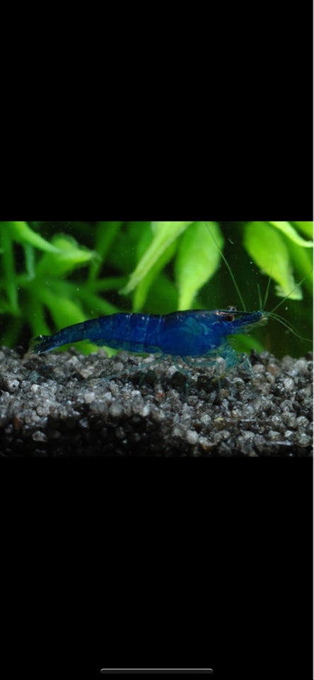 Neocaridina davidi - Blue Dream