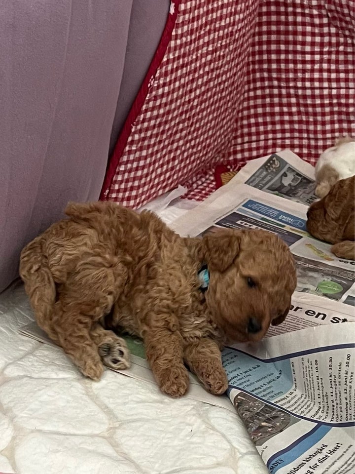 Labradoodle hvalpe 4 uger