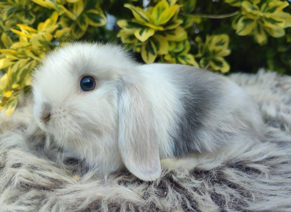 Kanin Minilop mini lop 0 år