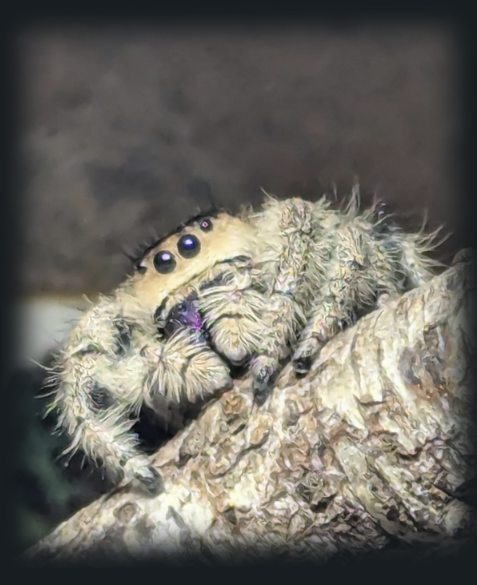 Edderkop, Phidippus regius