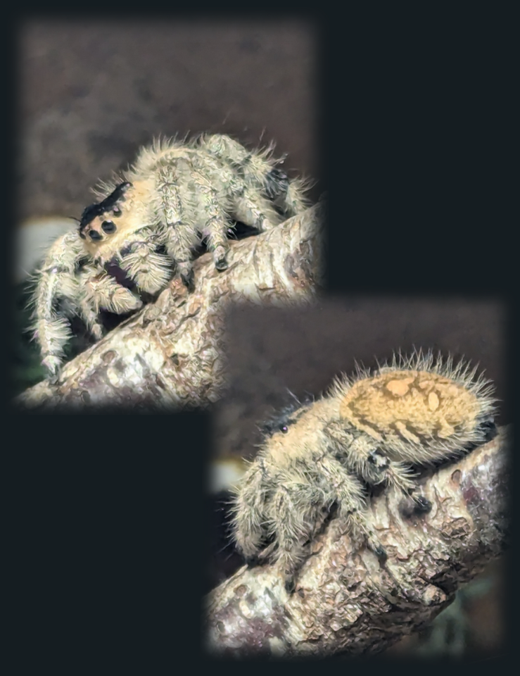 Edderkop, Phidippus regius