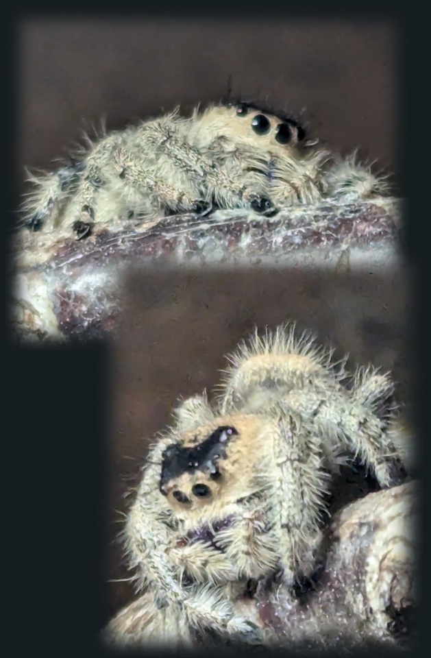 Edderkop, Phidippus regius