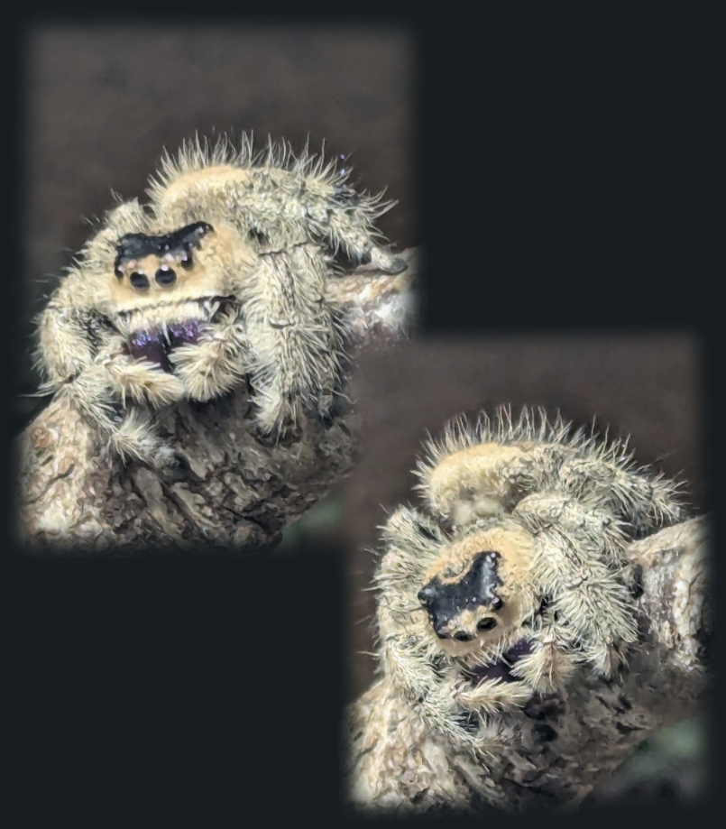 Edderkop, Phidippus regius