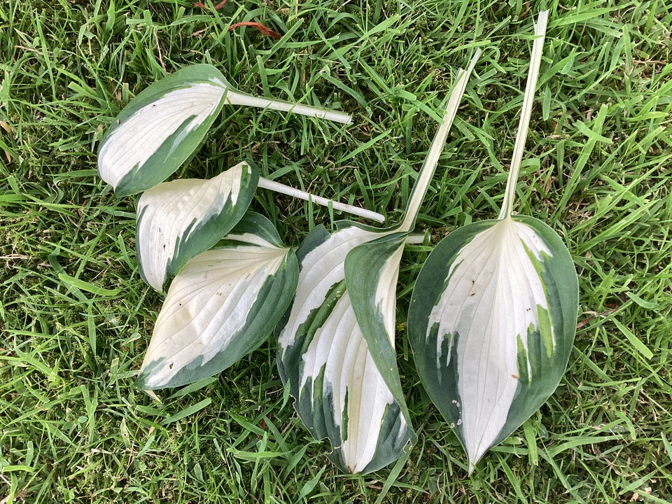 Stauder Hosta Funkis