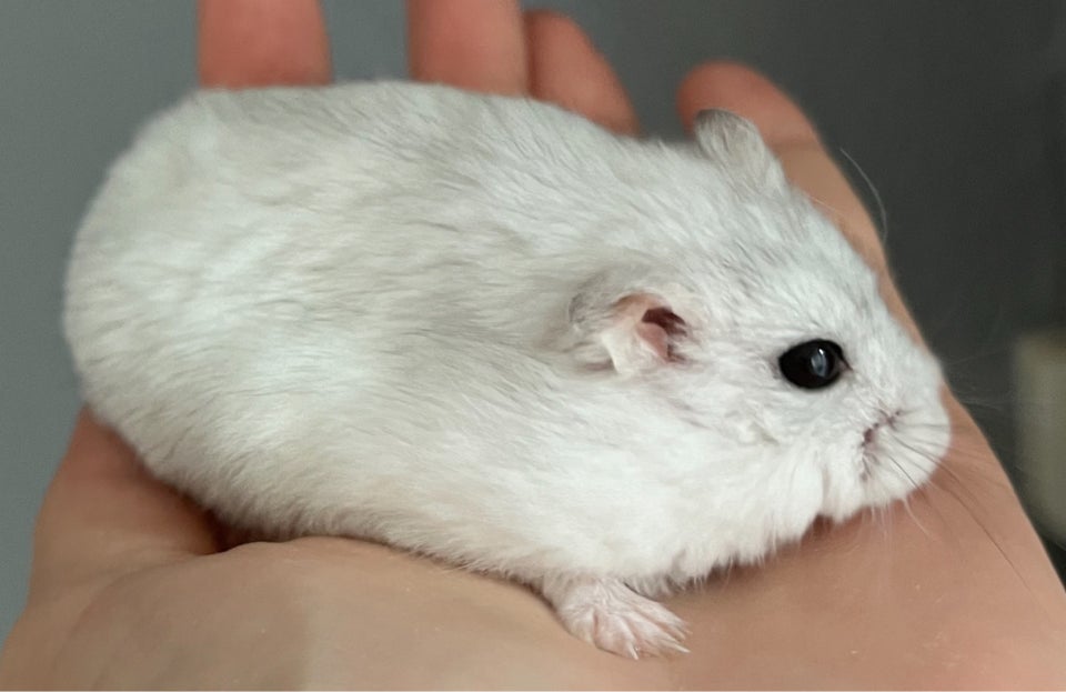 Hamster, Dværghamster, 0 år