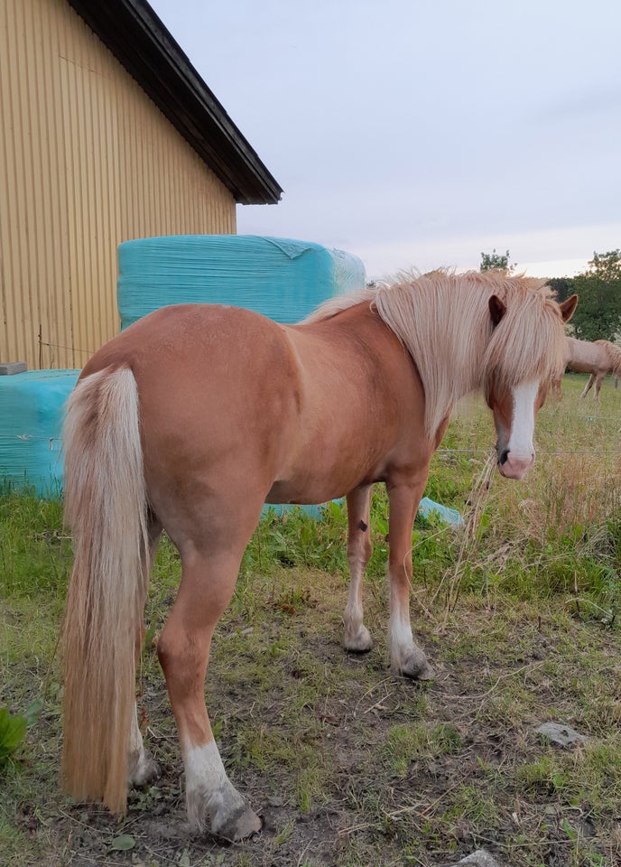 Islænder hoppe 5 år