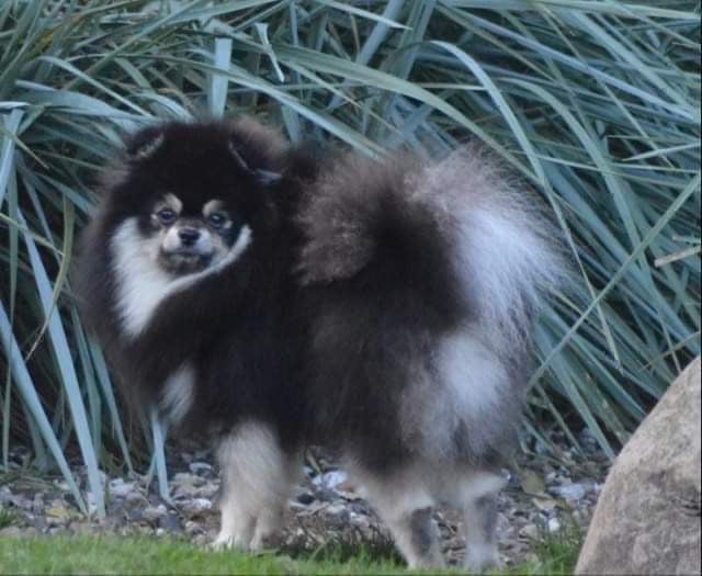 Pomeranian flere hvalpe 8 uger