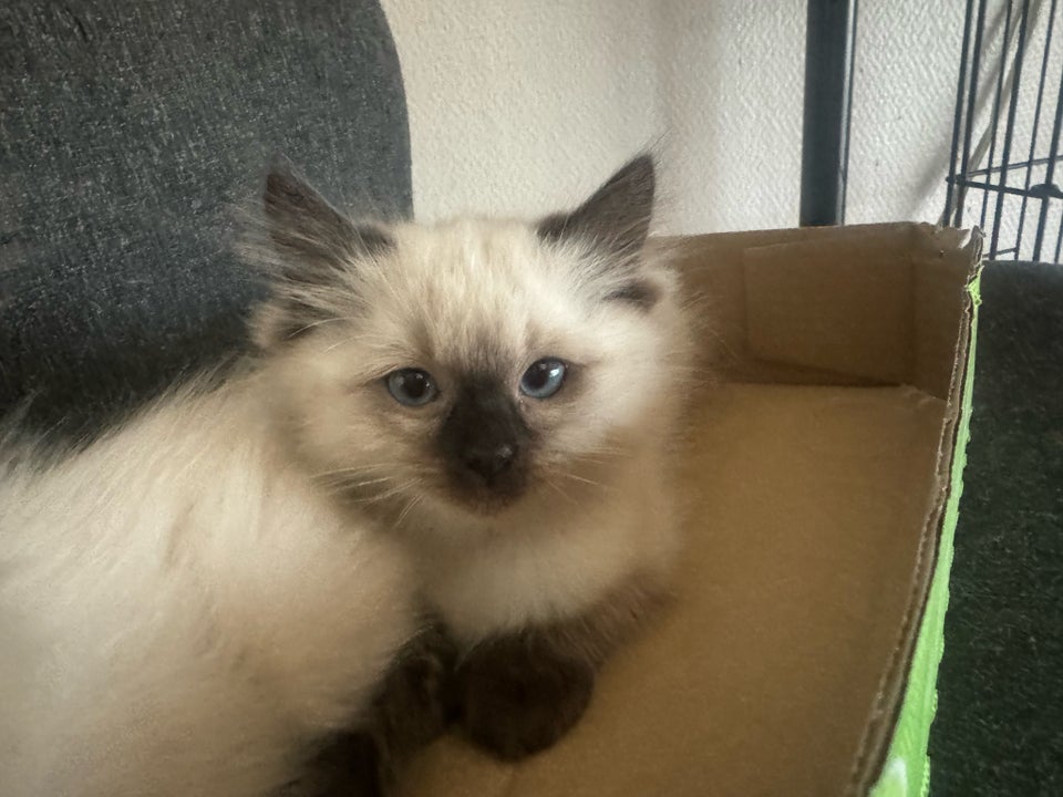 Hankat, Ragdoll, 9 uger