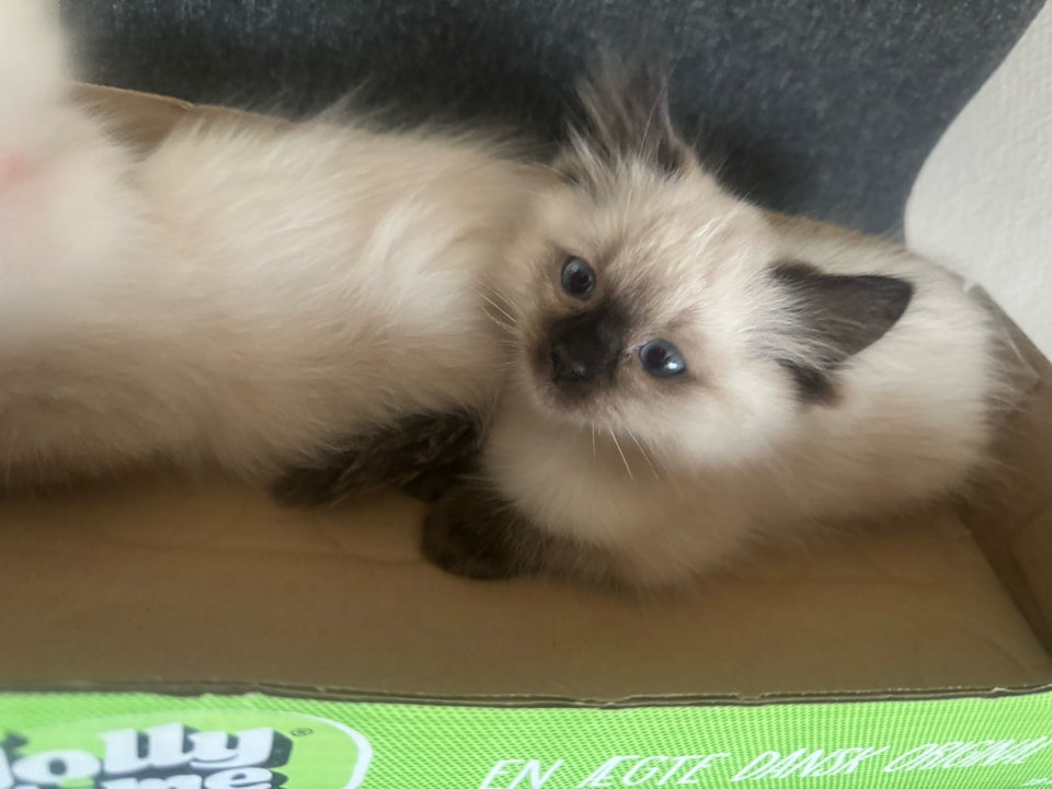 Hankat, Ragdoll, 9 uger