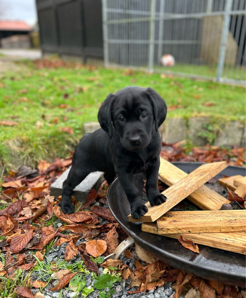 Labrador, tæve, 8 uger