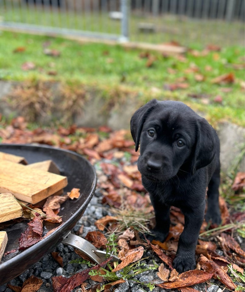 Labrador, tæve, 8 uger